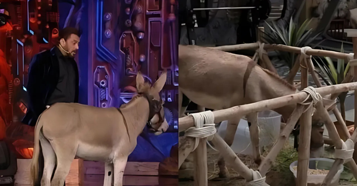 donkey peta bb18